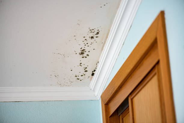 Office Mold Removal Services